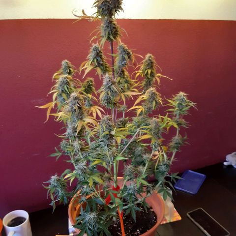 6 Sensi Amnesia Automatik growlog photo: Amnesia 4 Ernte