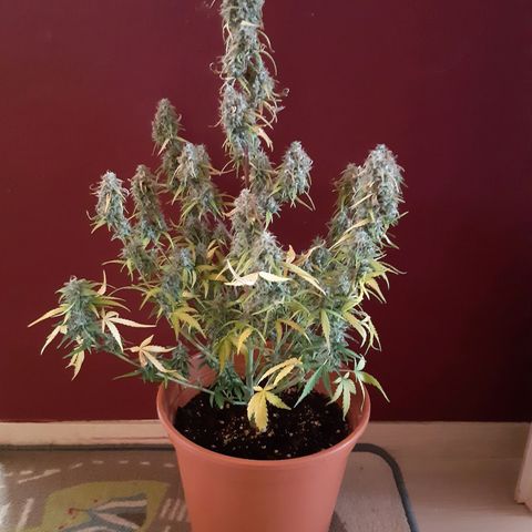 6 Sensi Amnesia Automatik growlog photo: Sensi Amnesia 3