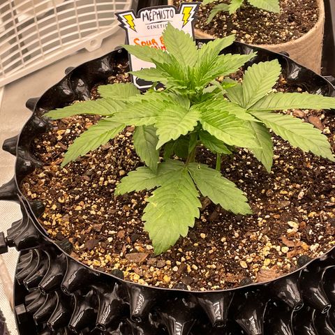 Sour Bubbly Auto #1 growlog timeline photo