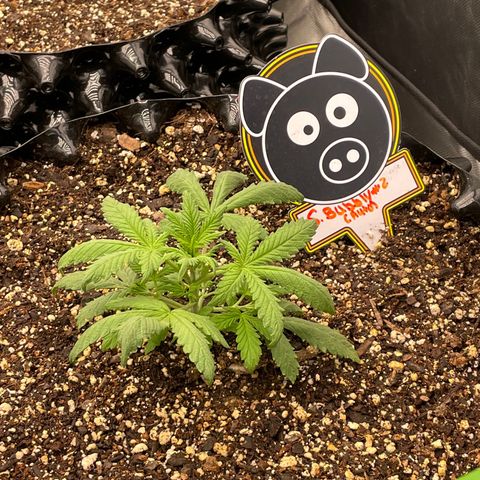 Auto #2 growlog timeline photo