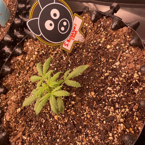 Auto #2 growlog timeline photo