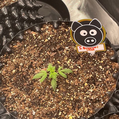 Auto #2 growlog timeline photo