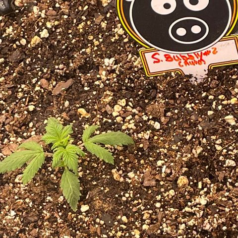 Auto #2 growlog timeline photo