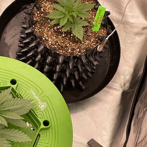 Candy Cane growlog timeline photo
