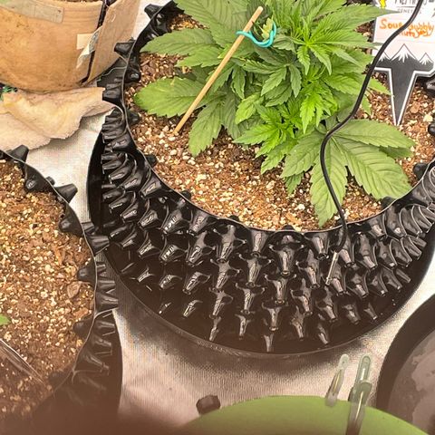 Sour Bubbly Auto #1 growlog timeline photo
