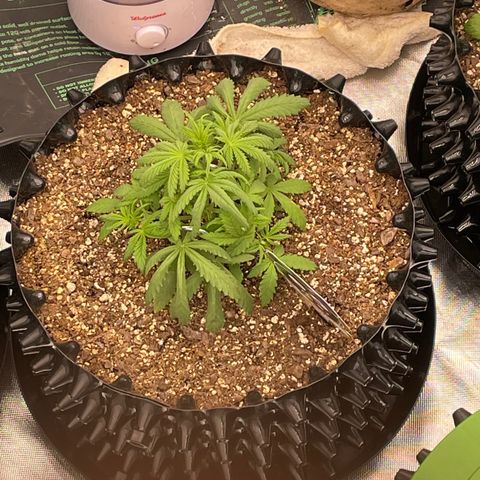 Auto #2 growlog timeline photo