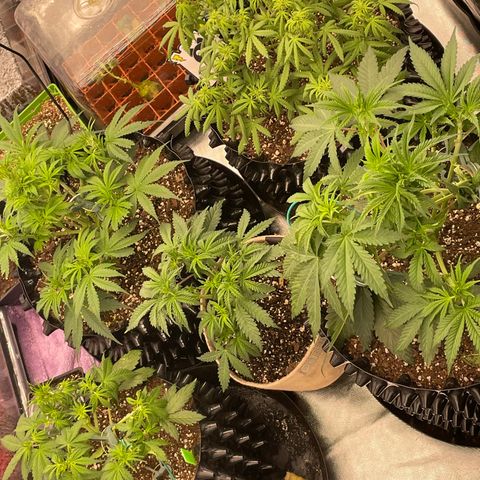 (Mints) Wonder Woman Man  growlog timeline photo