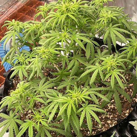 Auto #2 growlog timeline photo