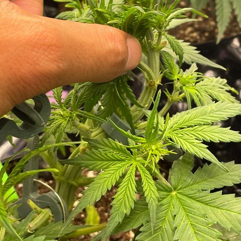 Candy Cane growlog timeline photo