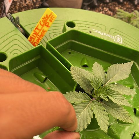 (Mints) Wonder WomanMan growlog timeline photo