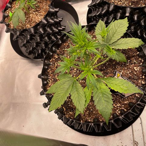 Sour Bubbly Auto #1 growlog timeline photo