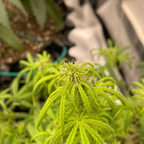 Auto #2 growlog timeline photo