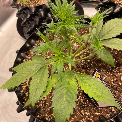 Sour Bubbly Auto #1 growlog timeline photo