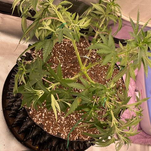 (Mints) Wonder Woman Man  growlog timeline photo