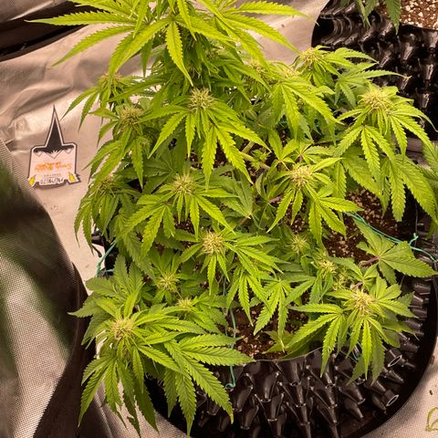 (Mints) Wonder WomanMan growlog timeline photo