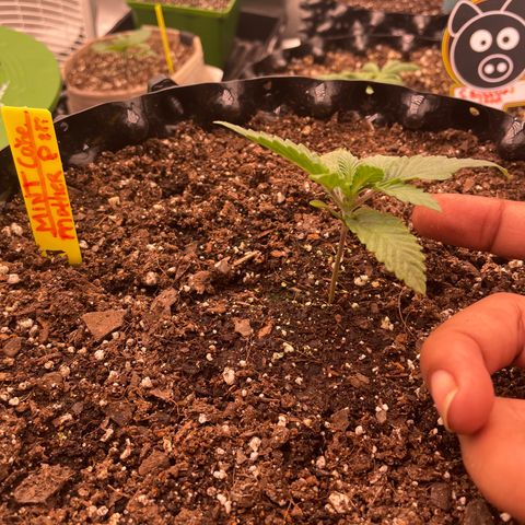 (Mints) Wonder WomanMan growlog timeline photo