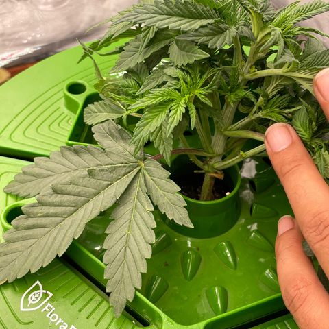 (Mints) Wonder WomanMan growlog timeline photo