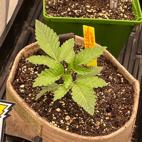 (Mints) Wonder WomanMan growlog timeline photo