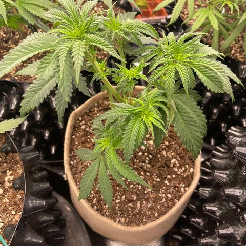 (Mints) Wonder Woman Man  growlog timeline photo