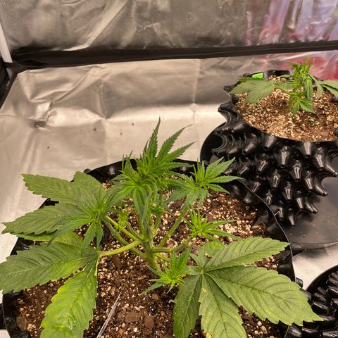 Sour Bubbly Auto #1 growlog timeline photo