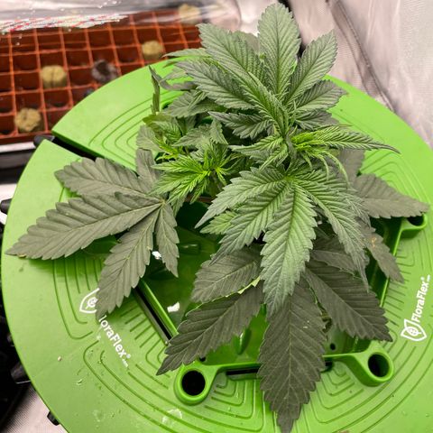 (Mints) Wonder WomanMan growlog timeline photo