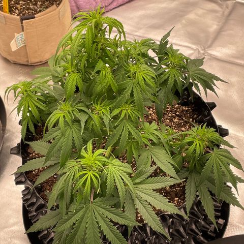 Sour Bubbly Auto #1 growlog timeline photo