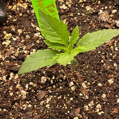Candy Cane growlog timeline photo