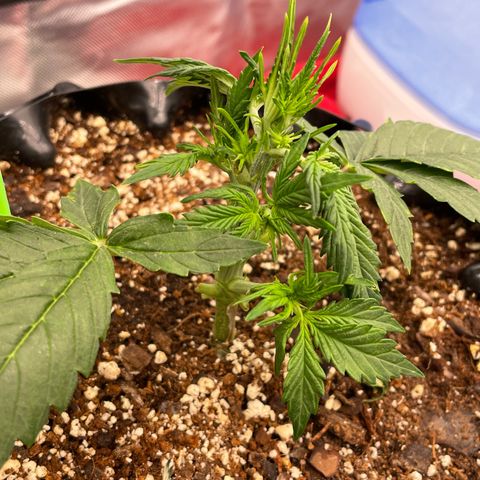 Candy Cane growlog timeline photo