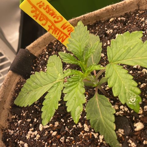 (Mints) Wonder WomanMan growlog timeline photo