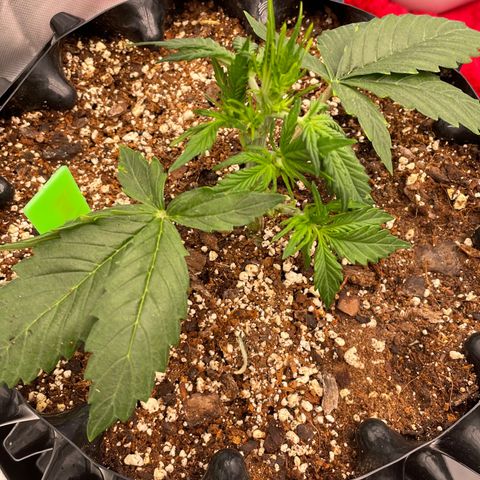(Mints) Wonder Woman Man  growlog timeline photo