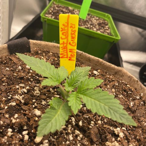 (Mints) Wonder WomanMan growlog timeline photo