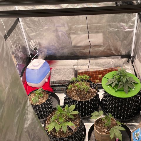 (Mints) Wonder Woman Man  growlog timeline photo