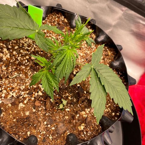 Candy Cane growlog timeline photo