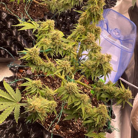 Auto #2 growlog timeline photo