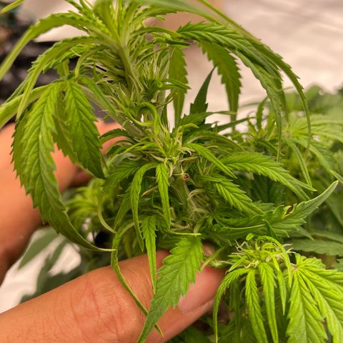 Candy Cane growlog timeline photo