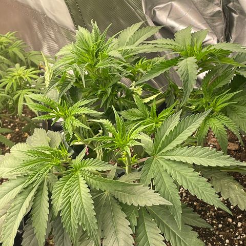 (Mints) Wonder WomanMan growlog timeline photo