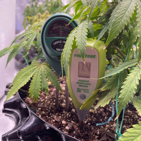 Sour Bubbly Auto #1 growlog photo: Soil Moisture 