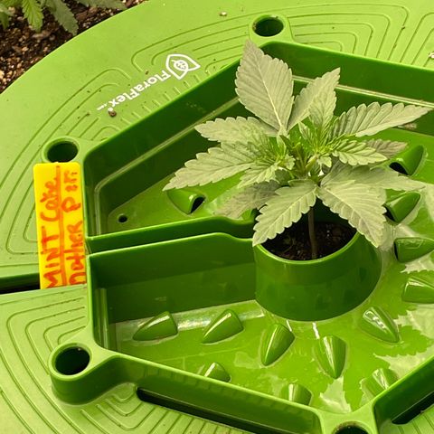 (Mints) Wonder WomanMan growlog timeline photo