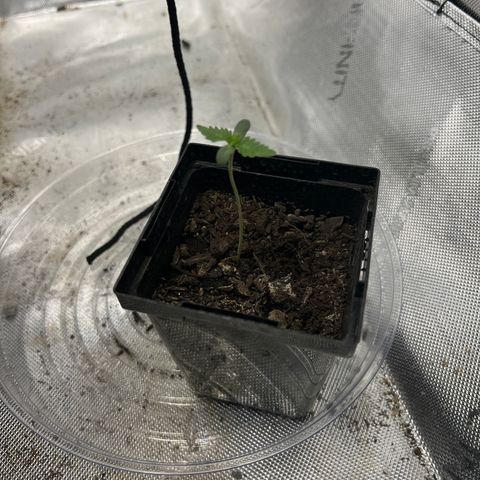 Grandaddy Purple  growlog timeline photo