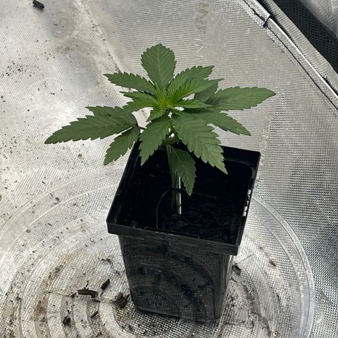 Grandaddy Purple  growlog timeline photo