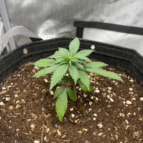 Grandaddy Purple  growlog timeline photo