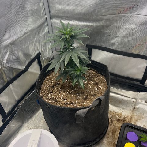 Grandaddy Purple  growlog timeline photo