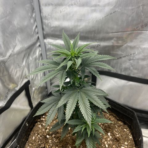 Grandaddy Purple  growlog timeline photo