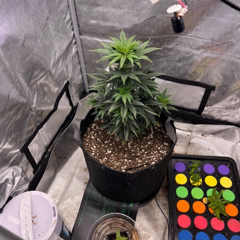Grandaddy Purple  growlog timeline photo