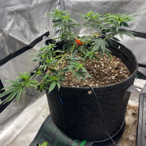 Grandaddy Purple  growlog timeline photo