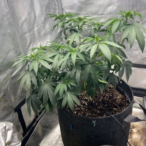 Grandaddy Purple  growlog timeline photo