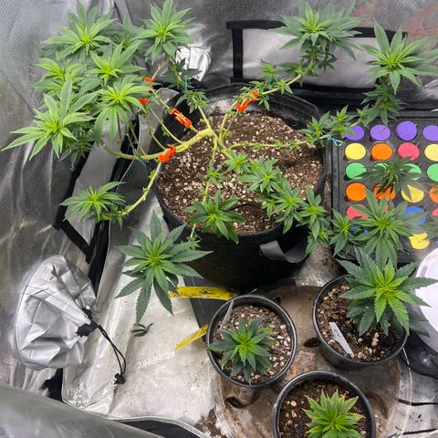 Grandaddy Purple  growlog timeline photo