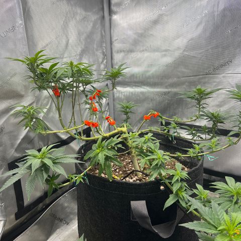 Grandaddy Purple  growlog timeline photo