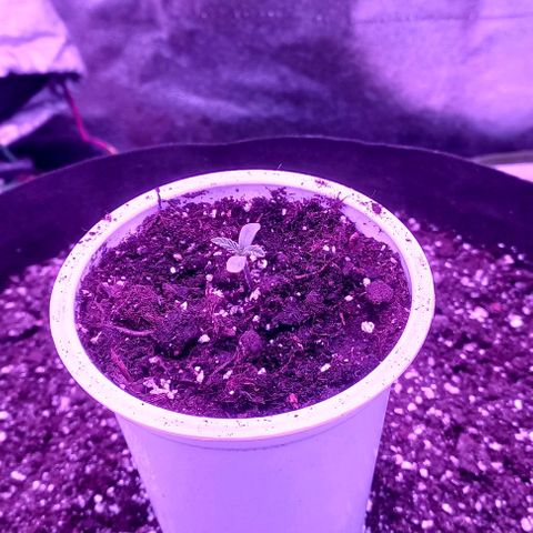 Green crack punch growlog timeline photo