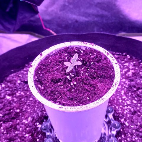 Green crack punch growlog timeline photo